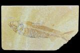 Detailed Fossil Fish (Knightia) - Wyoming #119993-1